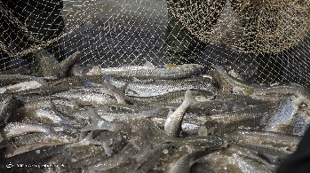 صید ۸۴۴ تن انواع ماهیان استخوانی در سواحل گیلان